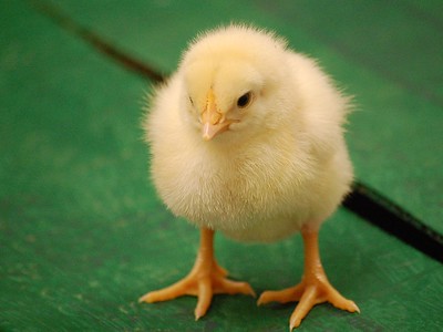 Easter chick with a green background from https://www.flickr.com/photos/mtsofan/5557186955