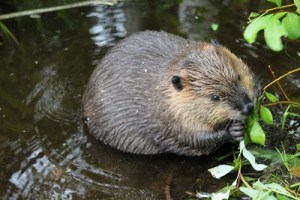 yrjö jyske Beaver-pondlife from Flikr click the image to find details
